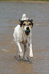 Parson Russell Terrier