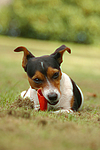 Jack Russell Terrier