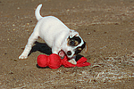 Parson Russell Terrier Welpe / parson russell terrier puppy