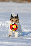 Parson Russell Terrier spielt im Schnee / prt playing in snow