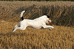 Parson Russell Terrier