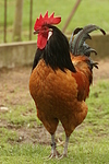 Vorwerkhuhn Hahn / cock