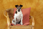 Jack Russell Terrier