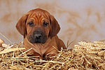 Rhodesian Ridgeback Welpe / rhodesian ridgeback puppy