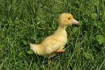 junge Warzenente / young muscovy duck