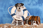 Parson Russell Terrier