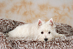 liegender West Highland White Terrier Welpe / lying West Highland White Terrier Puppy