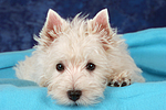 liegender West Highland White Terrier Welpe / lying West Highland White Terrier Puppy