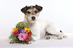 Parson Russell Terrier