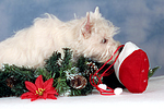 West Highland White Terrier Welpe / West Highland White Terrier Puppy