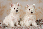 West Highland White Terrier Welpen / West Highland White Terrier Puppies
