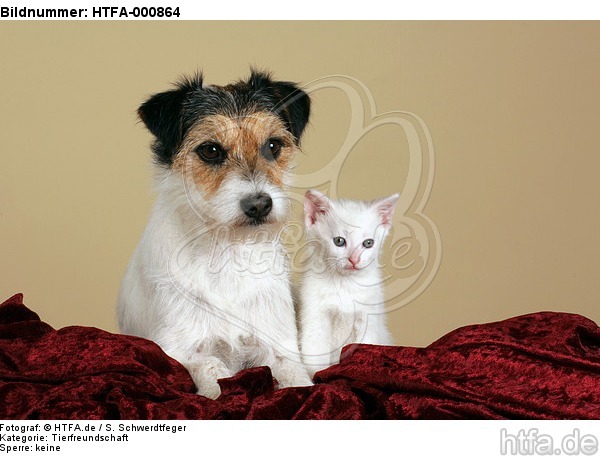 Parson Russell Terrier und Kätzchen / parson russell terrier and kitten / HTFA-000864