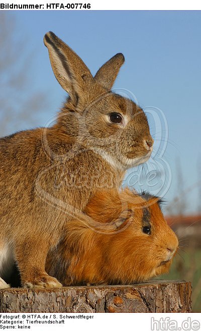 Meerschwein und Kaninchen / guninea pig and rabbit / HTFA-007746