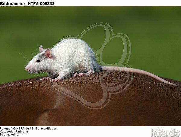 Farbratte sitzt auf Pferd / rat sits on horse / HTFA-008863
