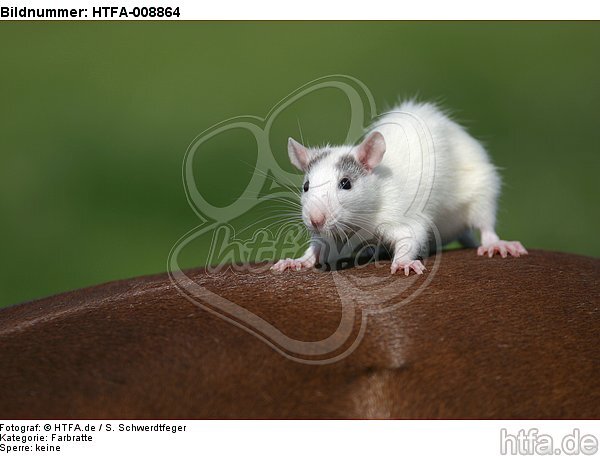 Farbratte sitzt auf Pferd / rat sits on horse / HTFA-008864