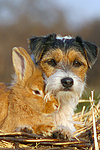 Parson Russell Terrier und Zwergkaninchen / prt and dwarf rabbit