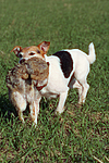 Parson Russell Terrier