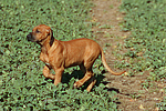 Rhodesian Ridgeback Welpe / rhodesian ridgeback puppy