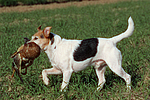 Parson Russell Terrier