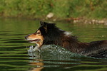 badender Langhaarcollie / bathing longhaired collie