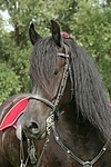 Friese Portrait / friesian horse portrait