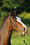 Deutsches Reitpony Portrait / pony portrait