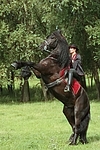 Frau reitet Friese / woman rides friesian horse