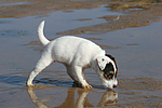 Parson Russell Terrier Welpe / parson russell terrier puppy