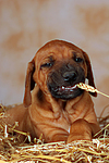 Rhodesian Ridgeback Welpe / rhodesian ridgeback puppy