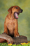 Rhodesian Ridgeback Welpe / rhodesian ridgeback puppy