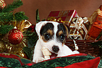 Parson Russell Terrier Welpe zu Weihnachten / PRT puppy at christmas