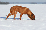 schnuppernder Rhodesian Ridgeback / snuffing Rhodesian Ridgeback