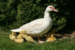 Warzenenten / muscovy ducks