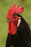 Vorwerkhuhn Hahn Portrait / cock portrait