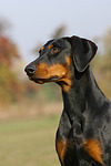 Dobermann / doberman pinscher