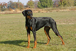 Dobermann / doberman pinscher