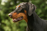 Dobermann / doberman pinscher