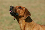 Rhodesian Ridgeback