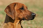 Rhodesian Ridgeback