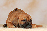 Rhodesian Ridgeback Welpe / rhodesian ridgeback puppy