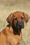 Rhodesian Ridgeback Welpe / rhodesian ridgeback puppy