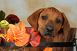 Rhodesian Ridgeback Welpe / rhodesian ridgeback puppy