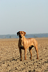 Rhodesian Ridgeback