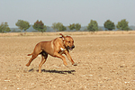 Rhodesian Ridgeback