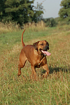 Rhodesian Ridgeback