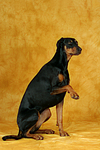 Dobermann gibt Pfötchen / Doberman Pinscher gives paw