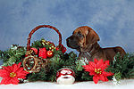 Rhodesian Ridgeback Welpe / rhodesian ridgeback puppy