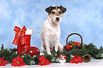 Parson Russell Terrier