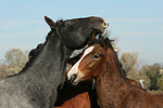 Deutsches Reitpony und Sachsen Anhaltiner Warmblut / pony and warmblood