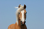 Haflinger Portrait / haflinger horse portrait